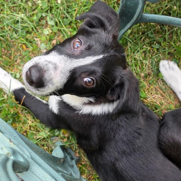 Einstein, adopted, Puppy Male Border Collie & Mixed Breed.