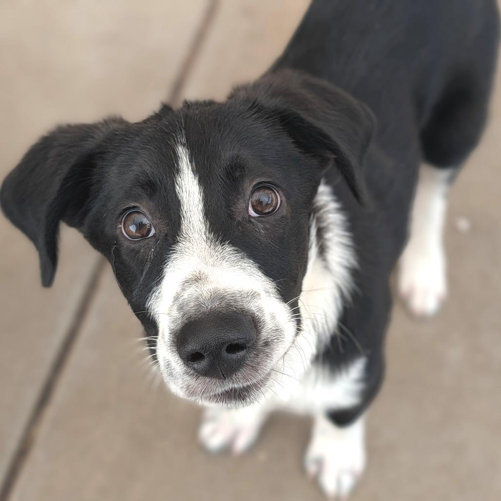 Enlarge Einstein, an adopted mixed breed in Fenton, MI image 2/2