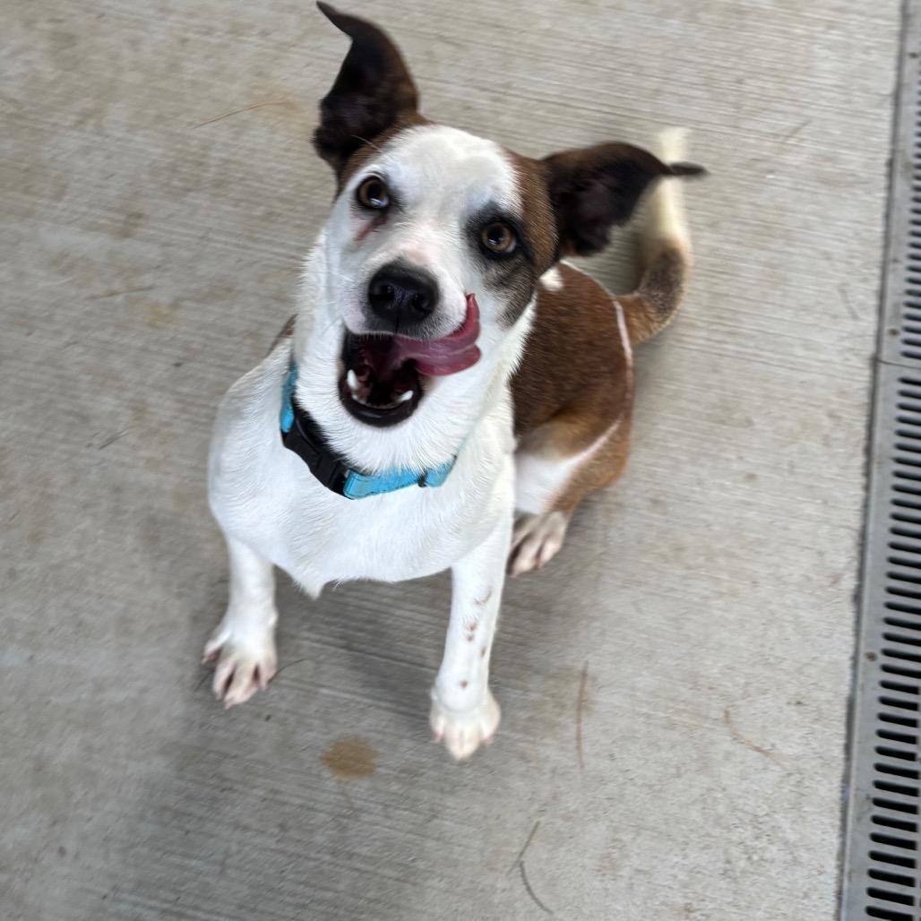 Felix, Adoptable, Adult Male Rat Terrier & Mixed Breed.