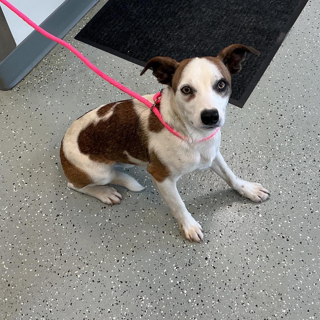 Felix, Adoptable, Adult Male Rat Terrier & Mixed Breed.