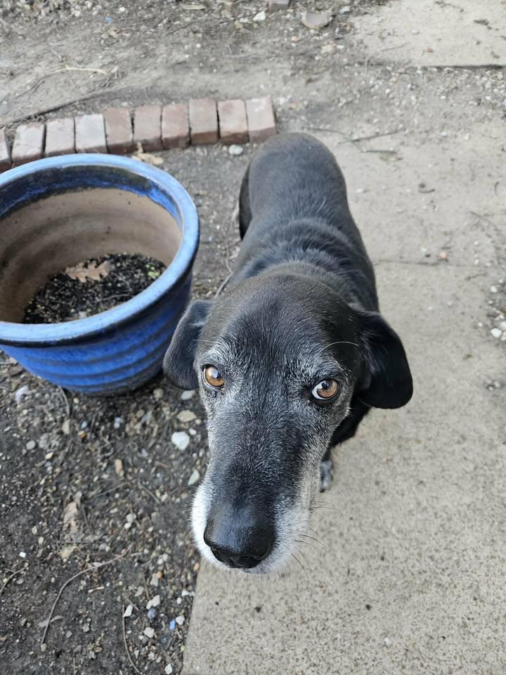 Enlarge Dave, a ADOPTABLE mixed breed in O Fallon, IL image 1/2