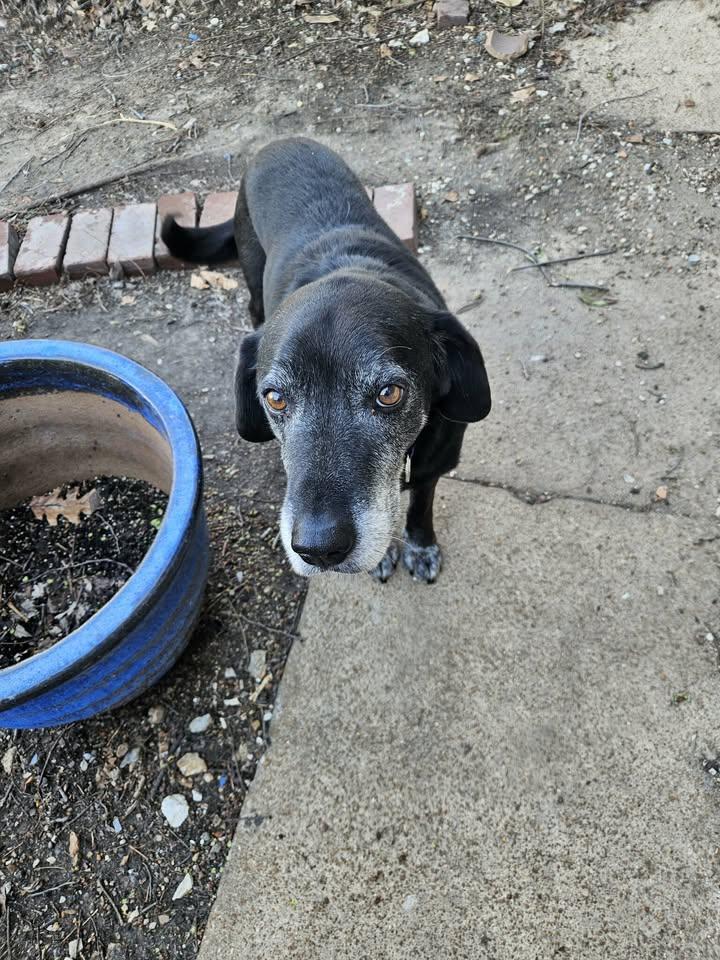 Enlarge Dave, a ADOPTABLE mixed breed in O Fallon, IL image 2/2
