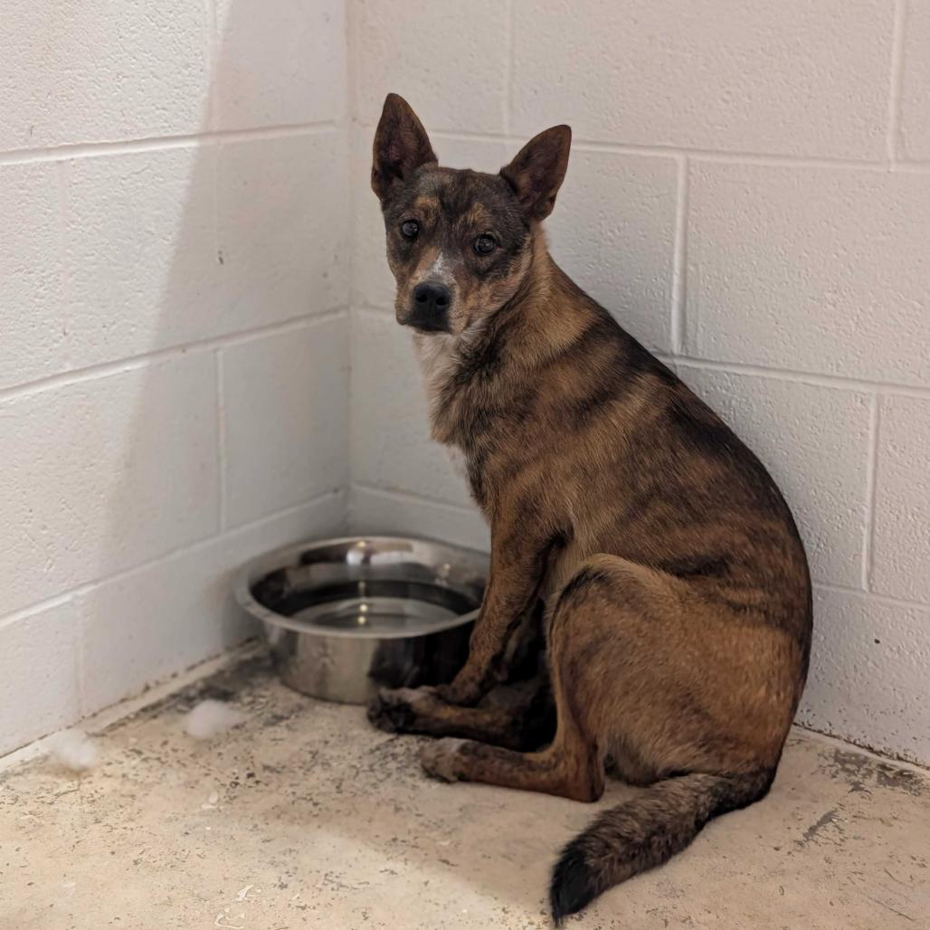 Enlarge Tiny Timothy, a Adoptable Mixed Breed in Grand Junction, CO image 1/1