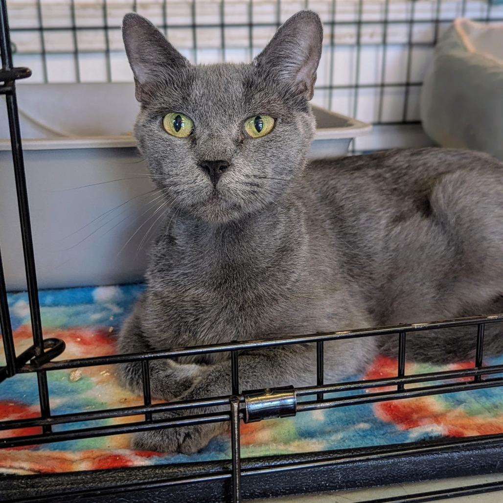 Bisque, a Adoptable Domestic Short Hair in Buffalo, NY image 1/4