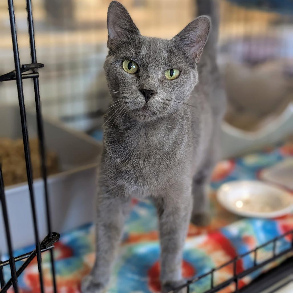 Bisque, a Adoptable Domestic Short Hair in Buffalo, NY image 2/4