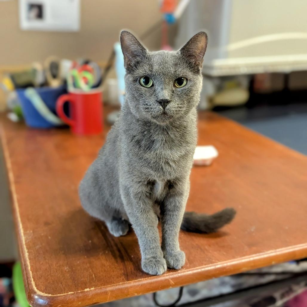 Bisque, a Adoptable Domestic Short Hair in Buffalo, NY image 3/4