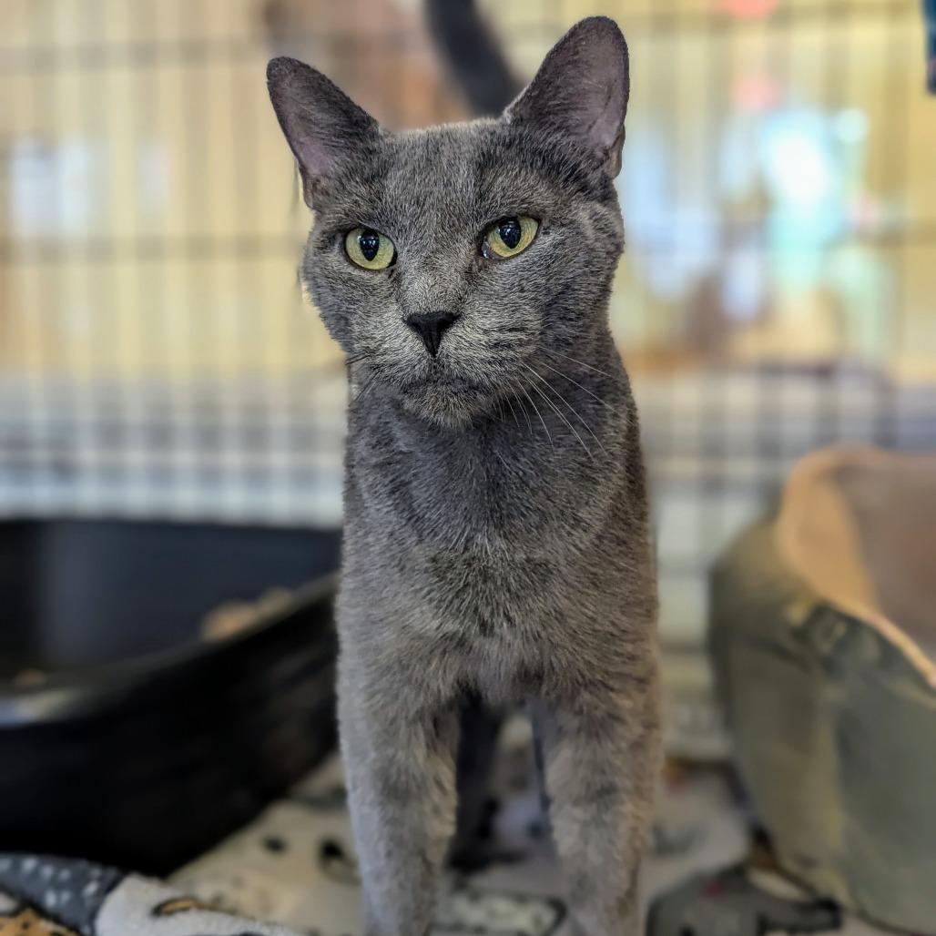 Bisque, a Adoptable Domestic Short Hair in Buffalo, NY image 4/4