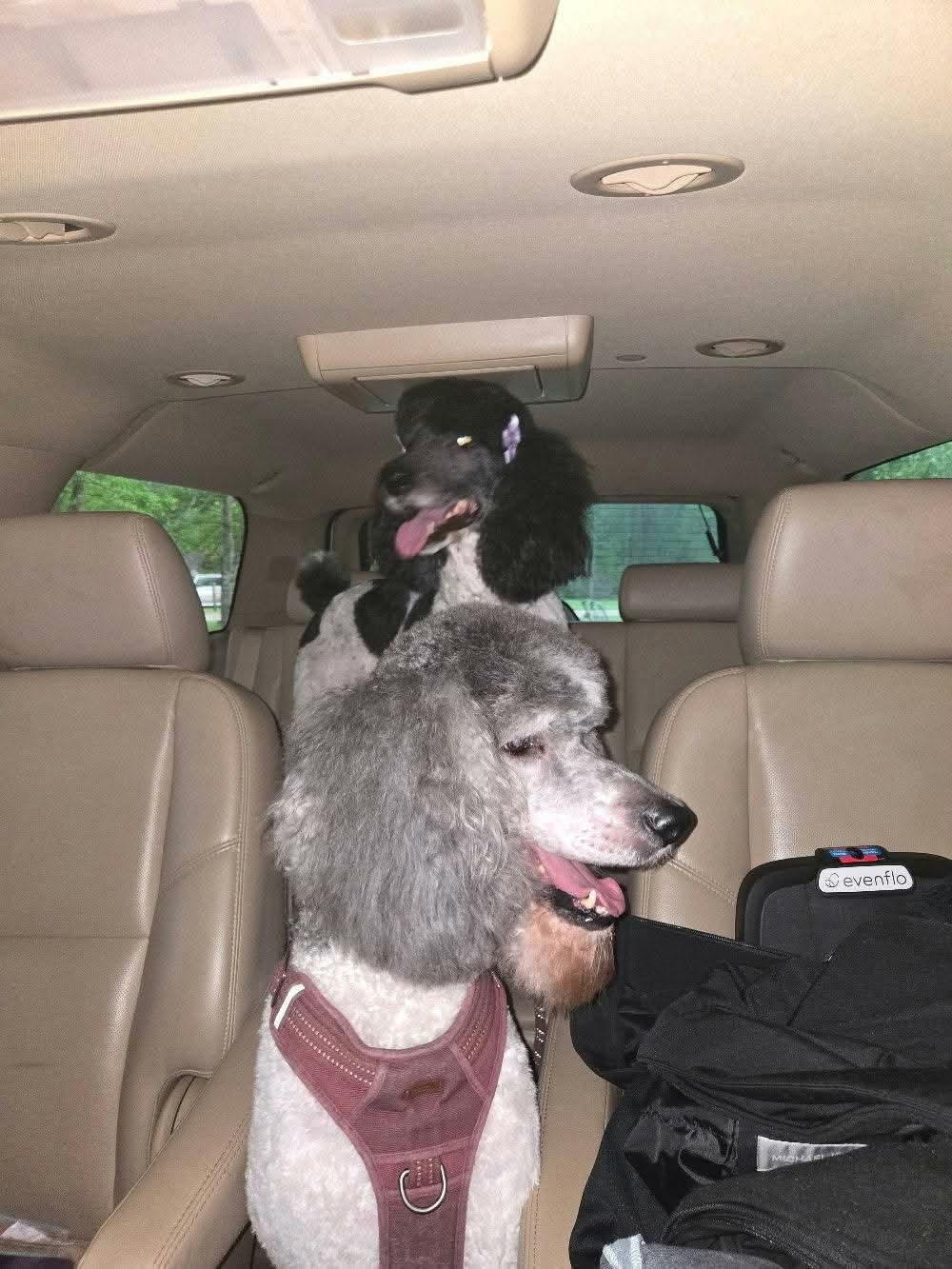 Enlarge Surollo, a Adoptable Standard Poodle in Eatontown, NJ image 1/2