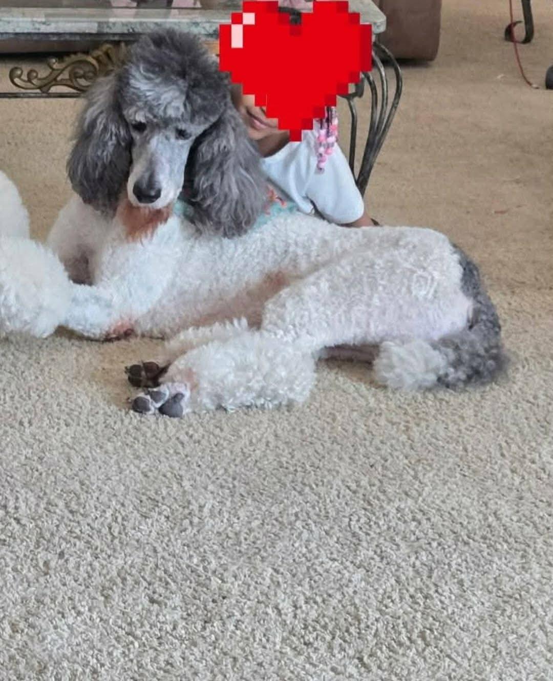 Enlarge Surollo, a Adoptable Standard Poodle in Eatontown, NJ image 2/2