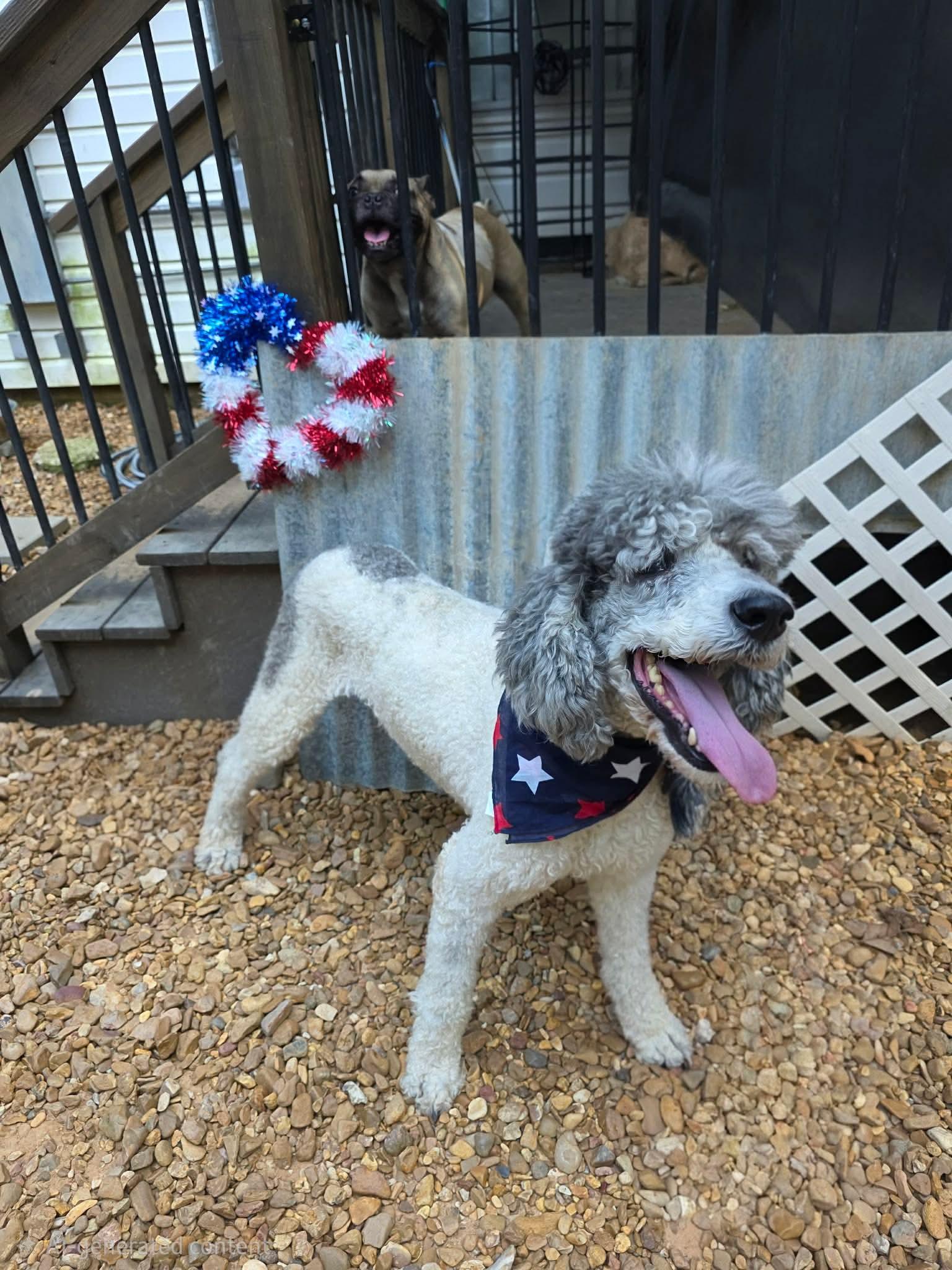 Surollo, a Adoptable Standard Poodle in Eatontown, NJ image 6/6