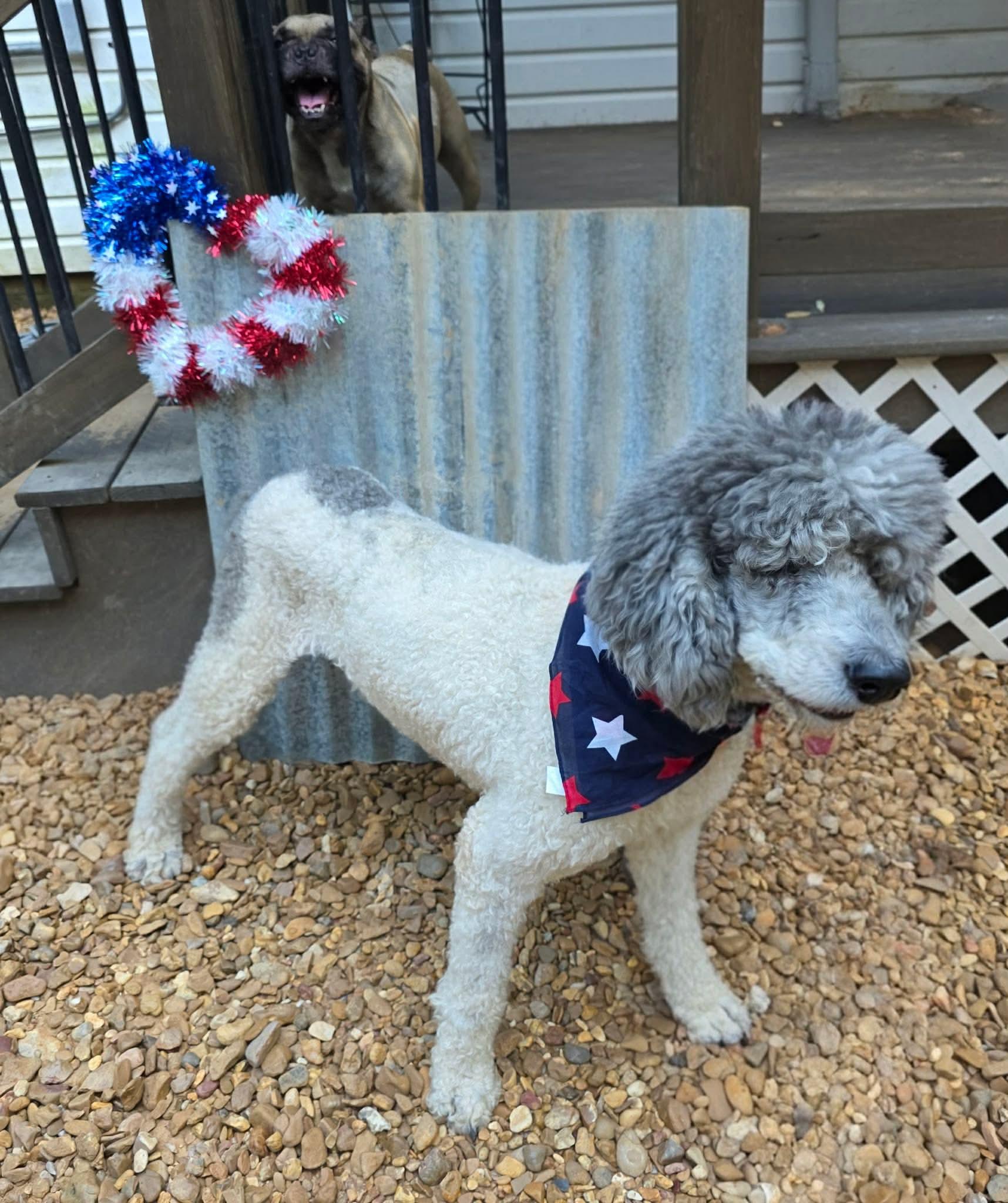 Surollo, a Adoptable Standard Poodle in Eatontown, NJ image 5/6