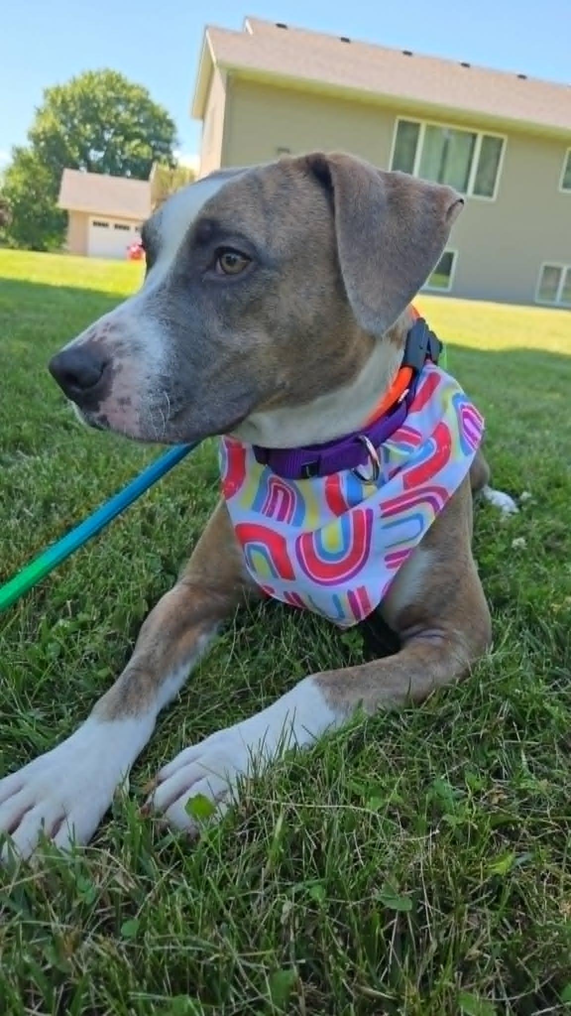 Peach, Adopted, Adult Female Hound & Pit Bull Terrier.