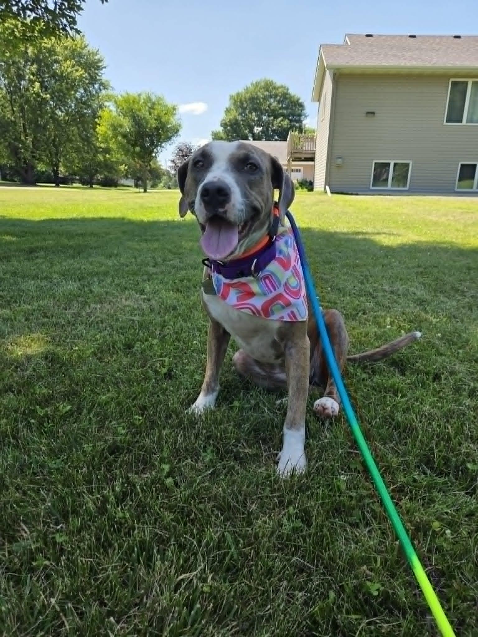 Peach, a Adopted mixed breed in Crystal, MN image 2/3