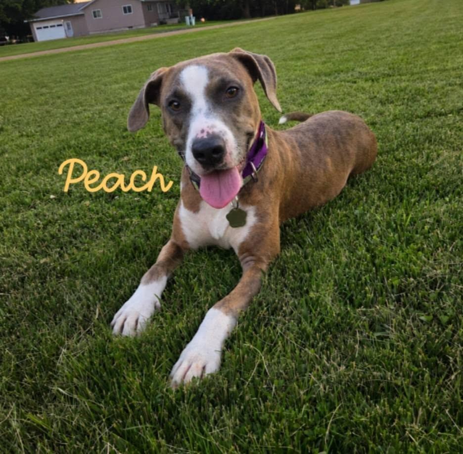 Peach, a Adopted mixed breed in Crystal, MN image 3/3