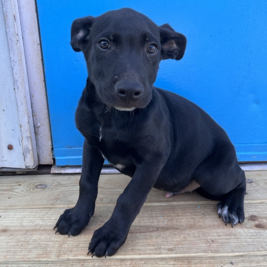 Dog for adoption Gyro, a Labrador Retriever Mix in Frederick , MD