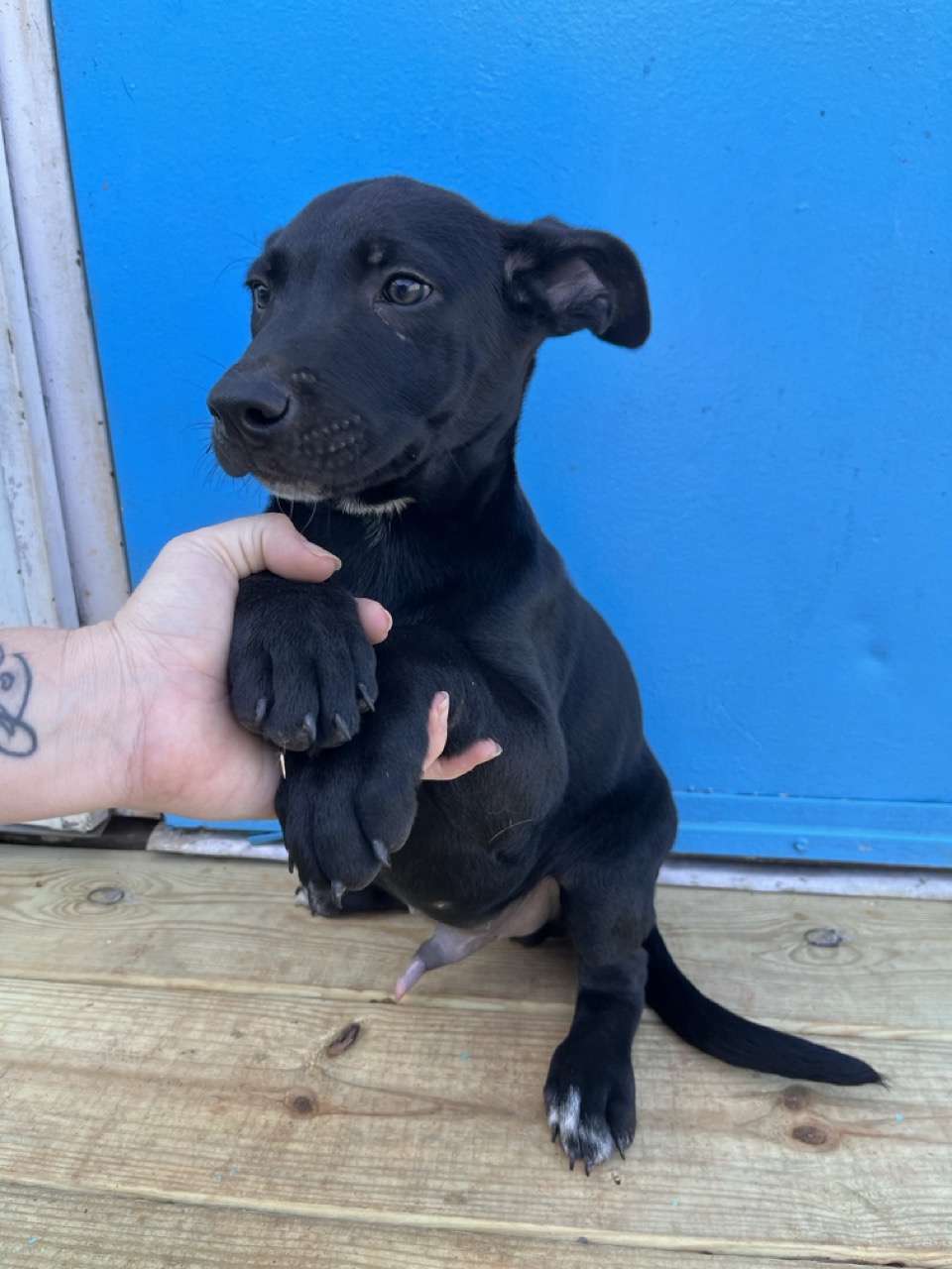 Dog for adoption Gyro, a Labrador Retriever Mix in Frederick , MD