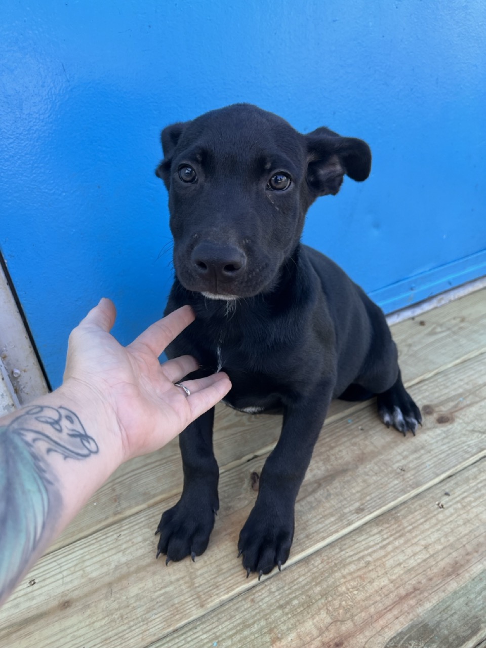 Dog for adoption Gyro, a Labrador Retriever Mix in Frederick , MD