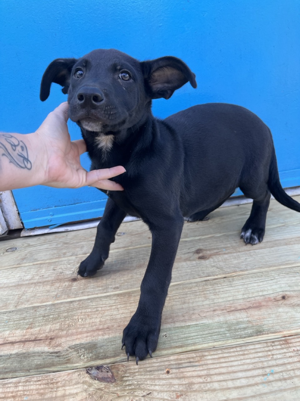 Dog for adoption Gyro, a Labrador Retriever Mix in Frederick , MD