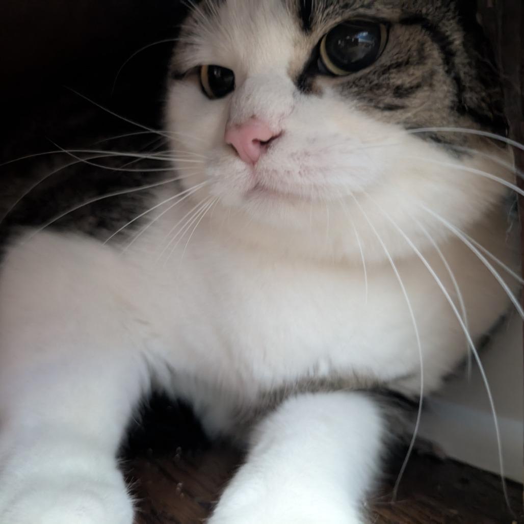 Enlarge Luca, a Adoptable Domestic Short Hair in Harrisonburg, VA image 1/6