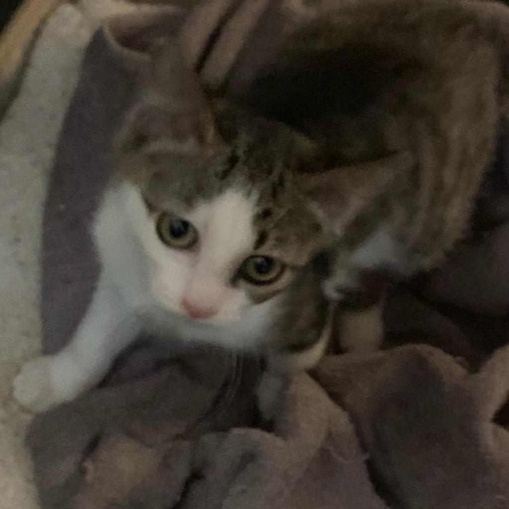 Enlarge Luca, a Adoptable Domestic Short Hair in Harrisonburg, VA image 2/6