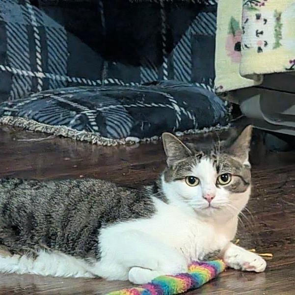 Enlarge Luca, a Adoptable Domestic Short Hair in Harrisonburg, VA image 3/6