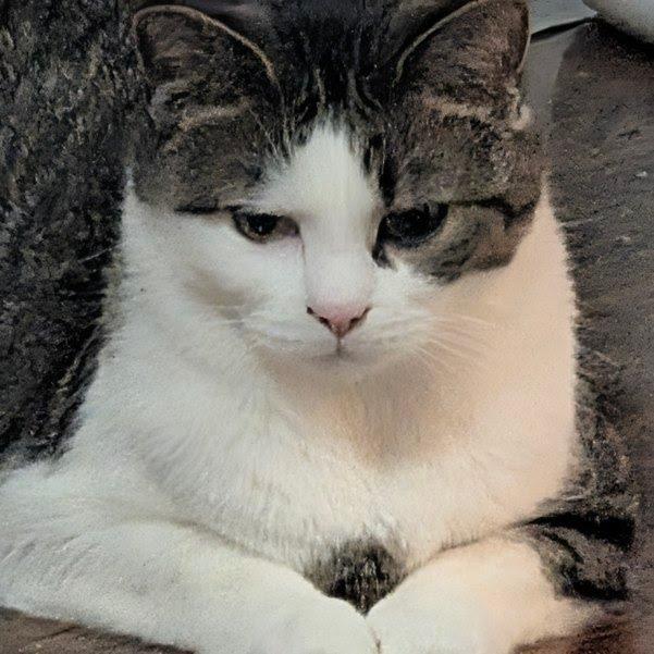 Enlarge Luca, a Adoptable Domestic Short Hair in Harrisonburg, VA image 4/6