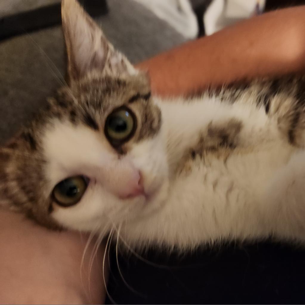 Enlarge Luca, a Adoptable Domestic Short Hair in Harrisonburg, VA image 6/6