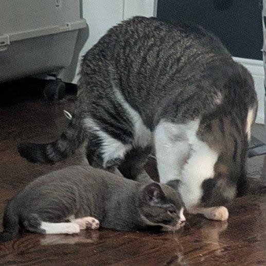 Enlarge Luca, a Adoptable Domestic Short Hair in Harrisonburg, VA image 6/6