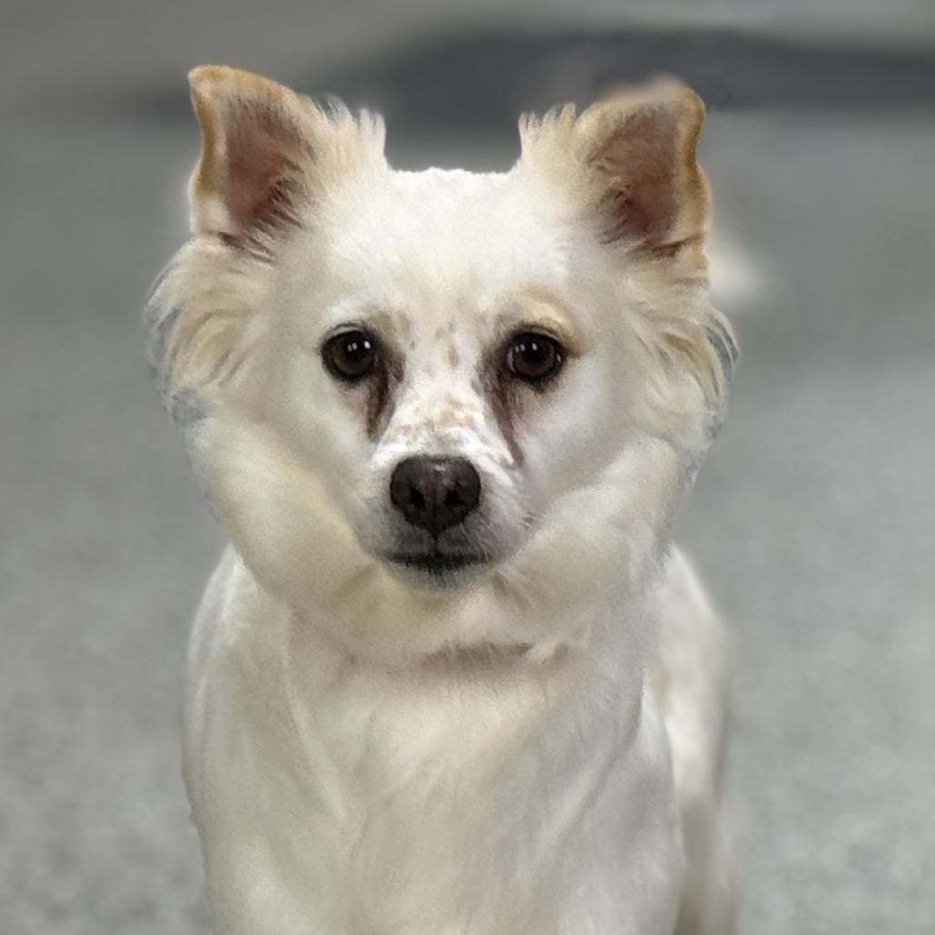 Enlarge Molly, a Adoptable mixed breed in Geneva, IL image 3/5