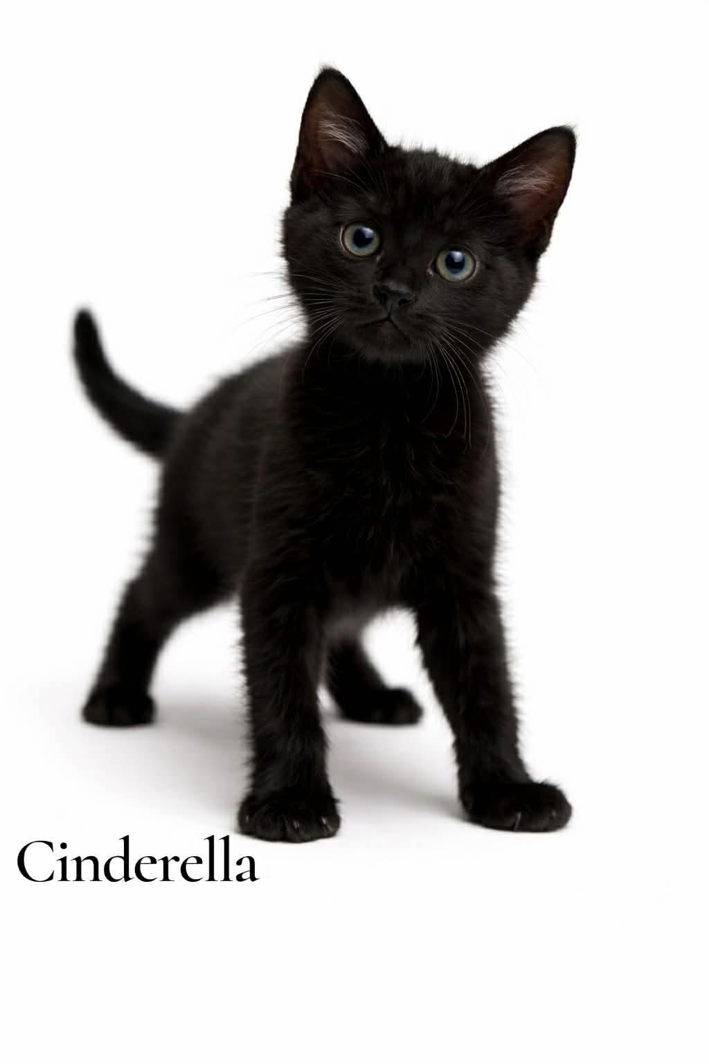 Enlarge Cinderella, a ADOPTABLE Domestic Short Hair in Stevensville, MI image 1/1