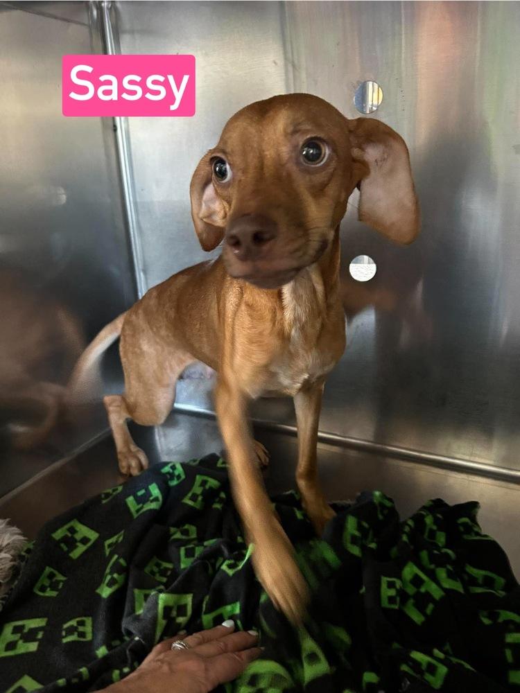 SF Sassy, Adoptable, Adult Female Beagle & Chihuahua.