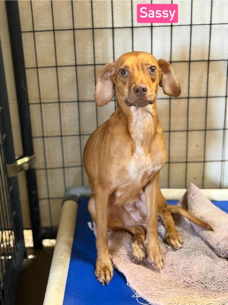 Enlarge SF Sassy, a Adoptable mixed breed in Warrenton, MO image 2/6