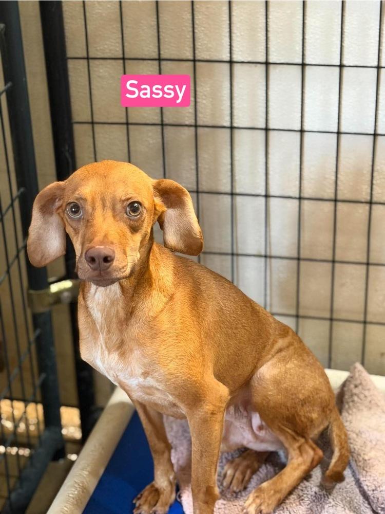 Enlarge SF Sassy, a Adoptable mixed breed in Warrenton, MO image 3/6