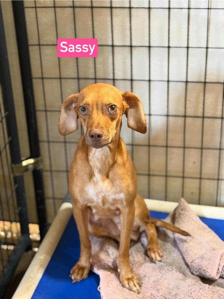 Enlarge SF Sassy, a Adoptable mixed breed in Warrenton, MO image 4/6