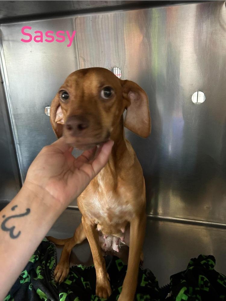 Enlarge SF Sassy, a Adoptable mixed breed in Warrenton, MO image 2/3