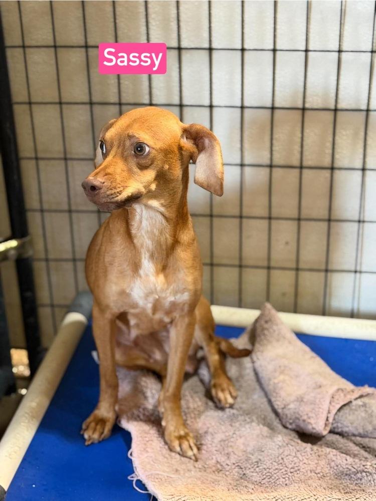 Enlarge SF Sassy, a Adoptable mixed breed in Warrenton, MO image 5/6