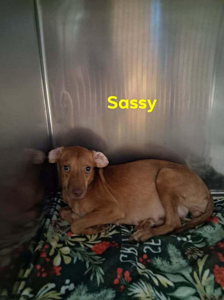 Enlarge SF Sassy, a Adoptable mixed breed in Warrenton, MO image 3/3