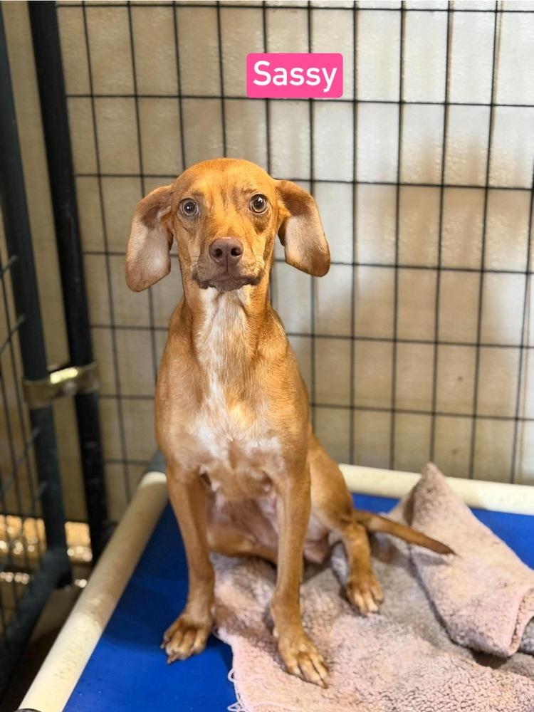 Enlarge SF Sassy, a Adoptable mixed breed in Warrenton, MO image 6/6