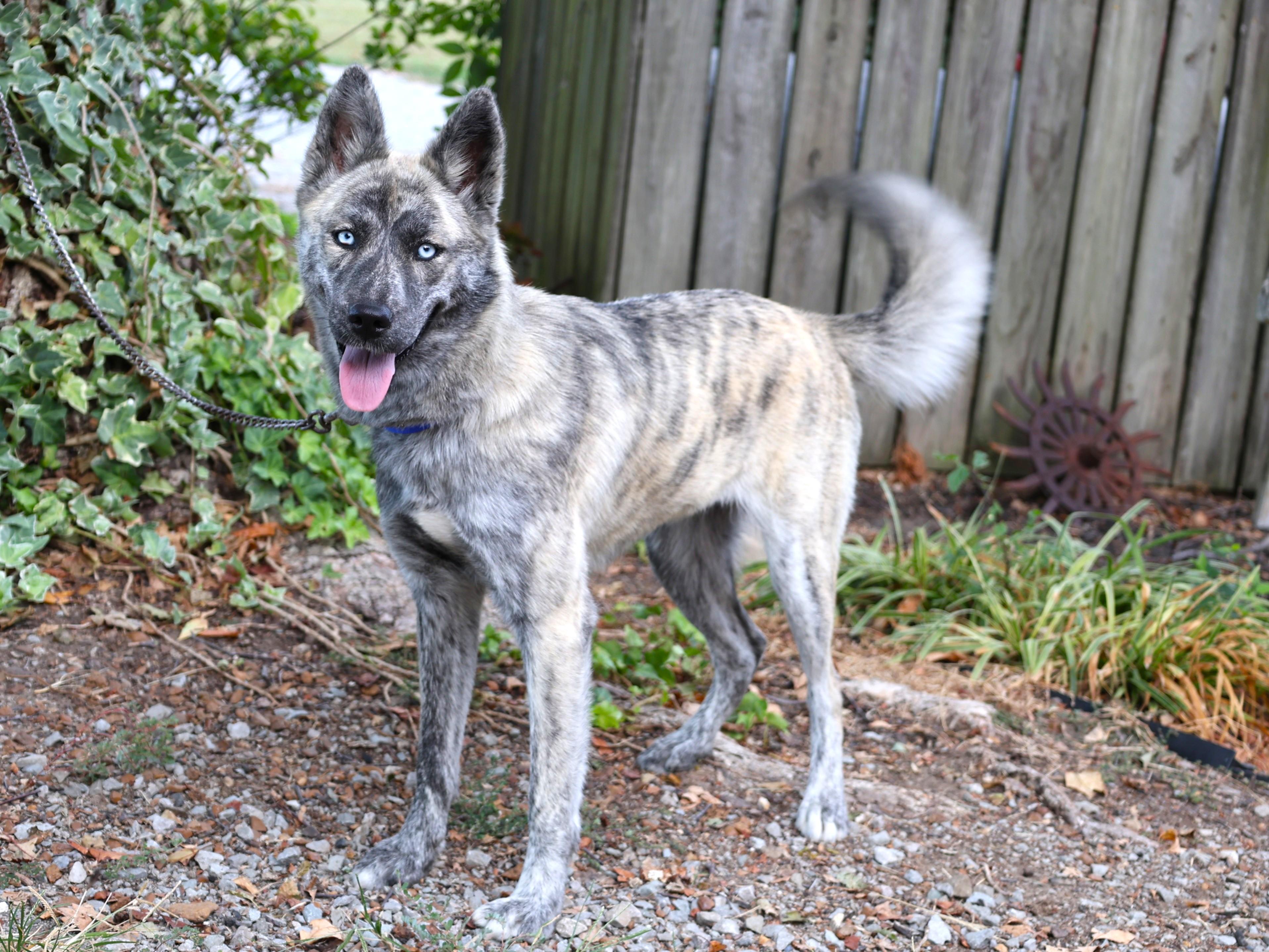 Enlarge BRIDGET, a Adoptable mixed breed in Harrisburg, PA image 5/6