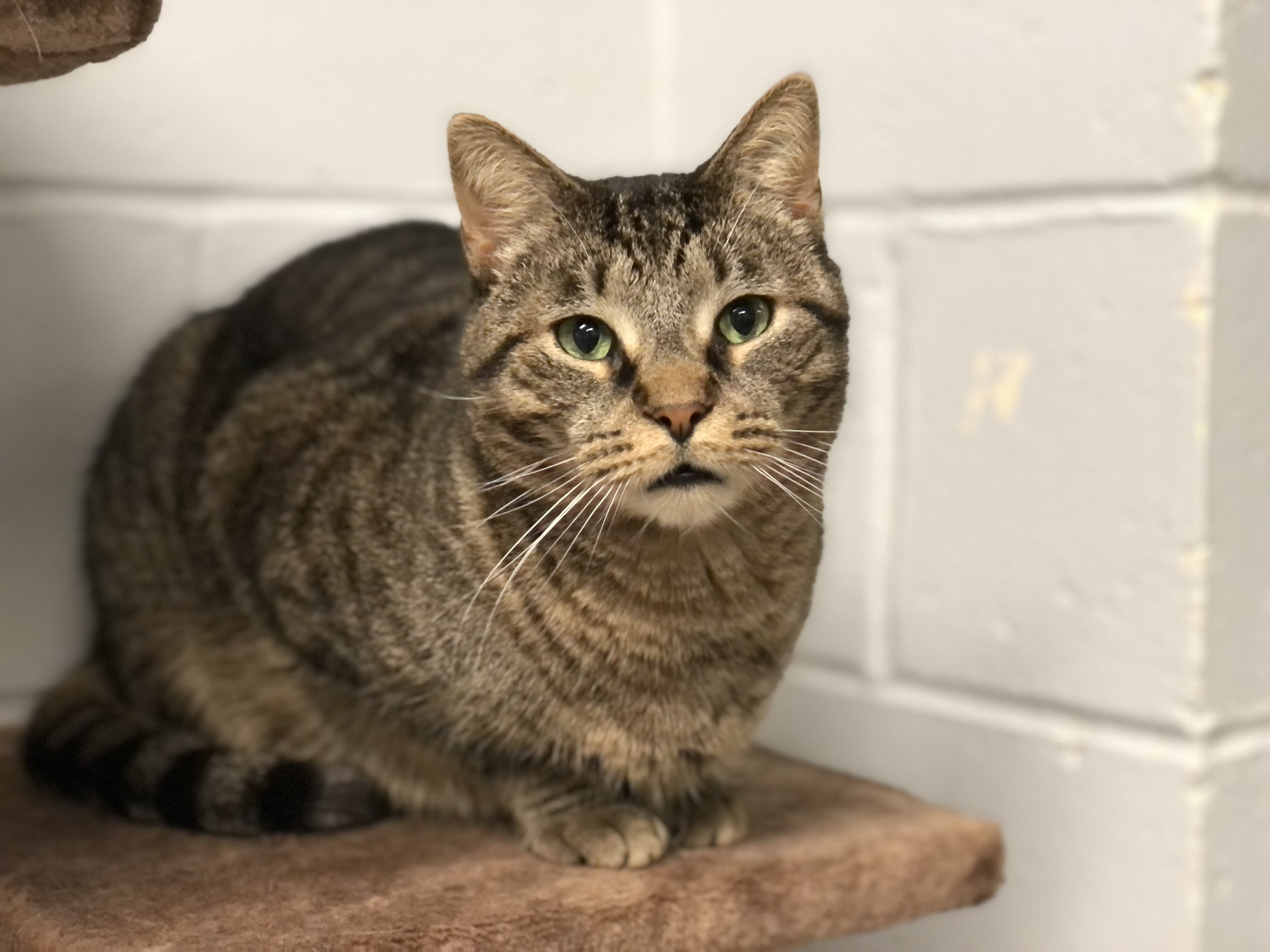 Enlarge Peep, a Adoptable Tiger in East Northport, NY image 1/2