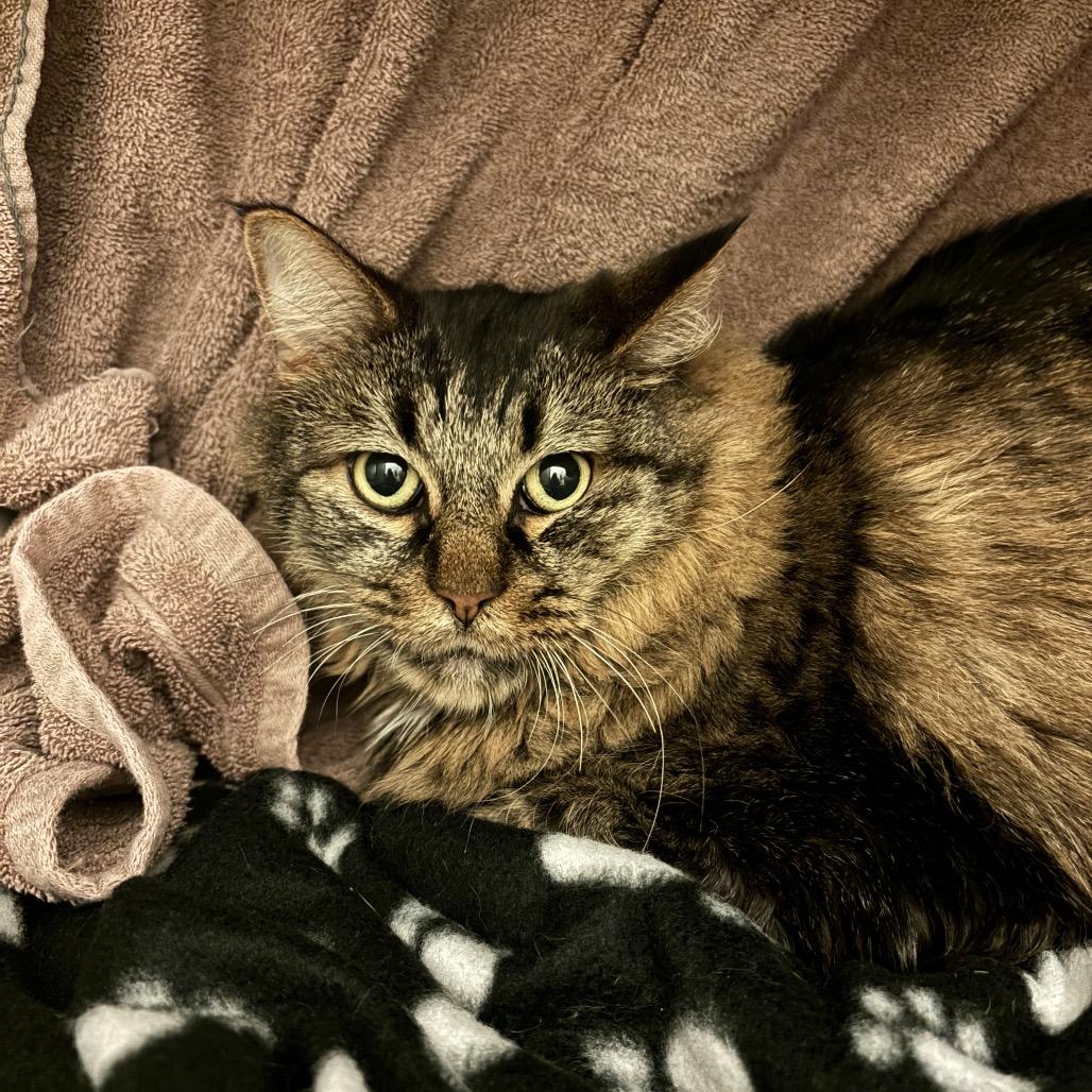 Felix, Adoptable, Senior Male Maine Coon & Domestic Long Hair.