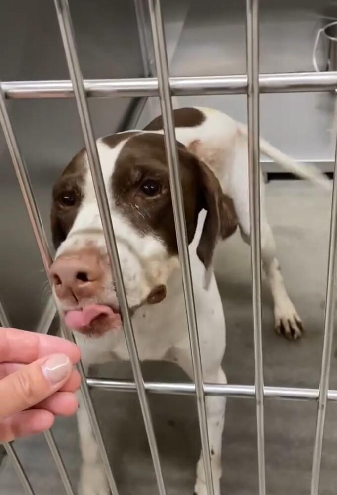 Cleo, Adopted, Adult Female English Pointer.