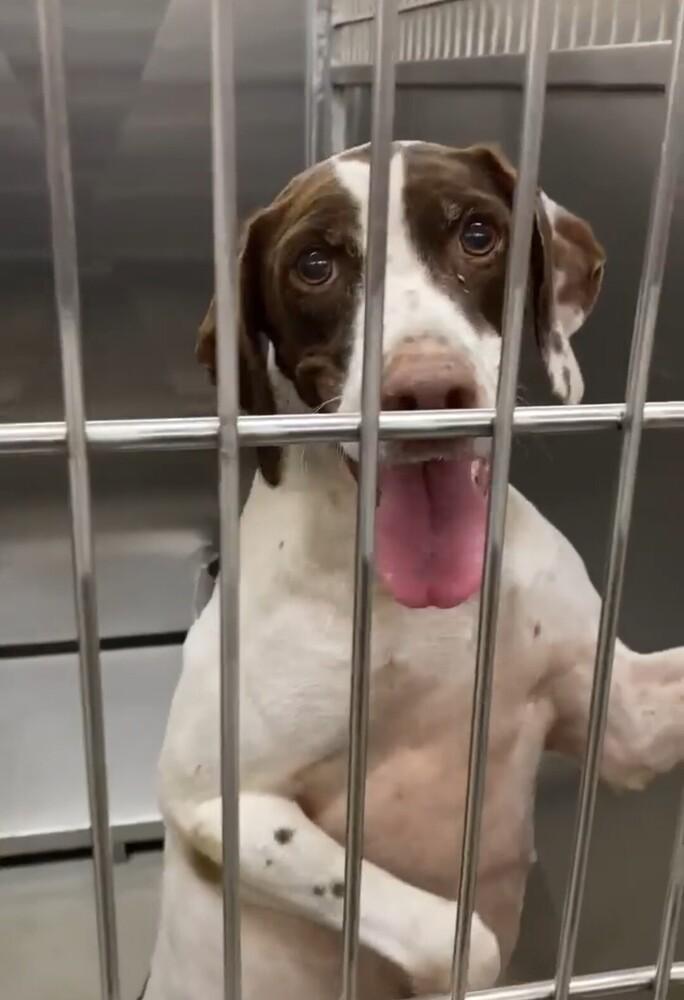 Cleo, a Adopted English Pointer in Ellsworth, ME image 3/5