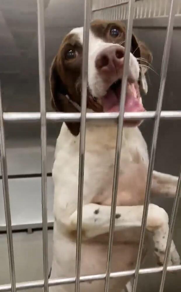 Cleo, a Adopted English Pointer in Ellsworth, ME image 5/5