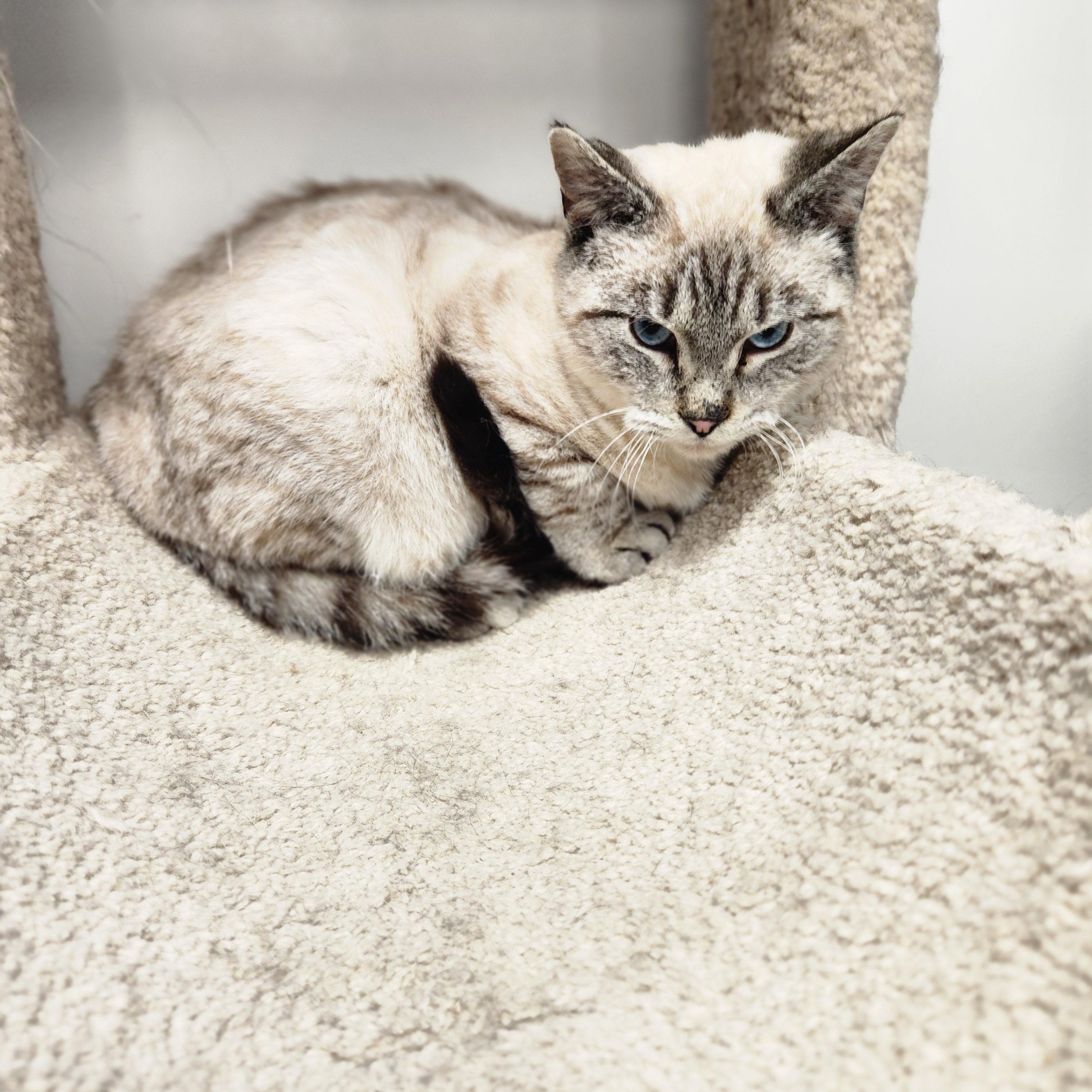 Mylo, ADOPTABLE, Adult Male Siamese.