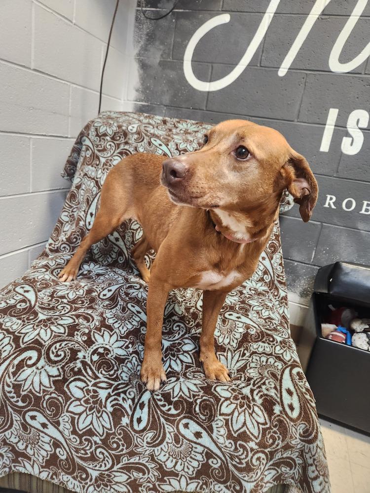 PAYSIR, Adoptable, Adult Female Terrier & Mixed Breed.