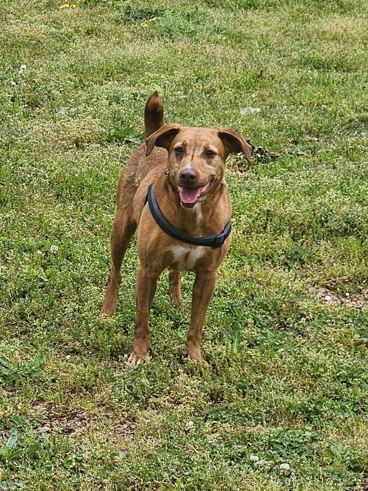 PAYSIR, a Adoptable mixed breed in Lexington, TN image 2/3