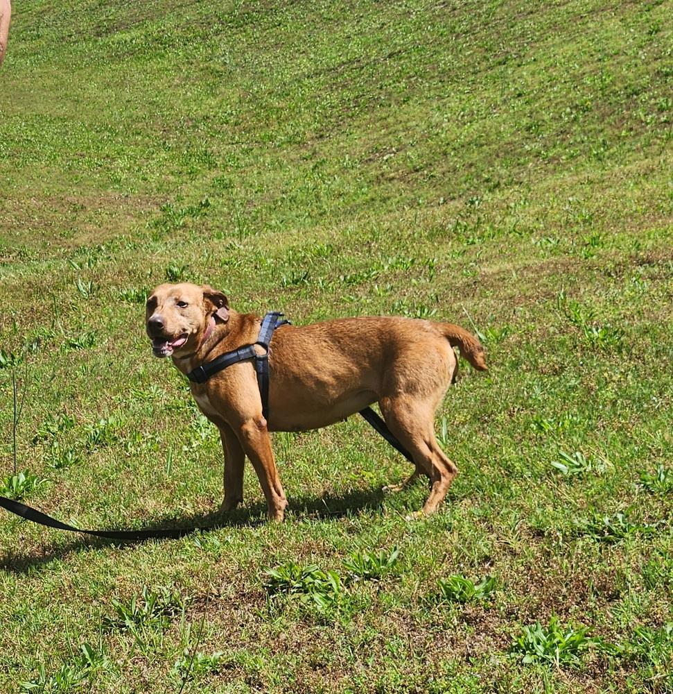 PAYSIR, a Adoptable mixed breed in Lexington, TN image 3/3