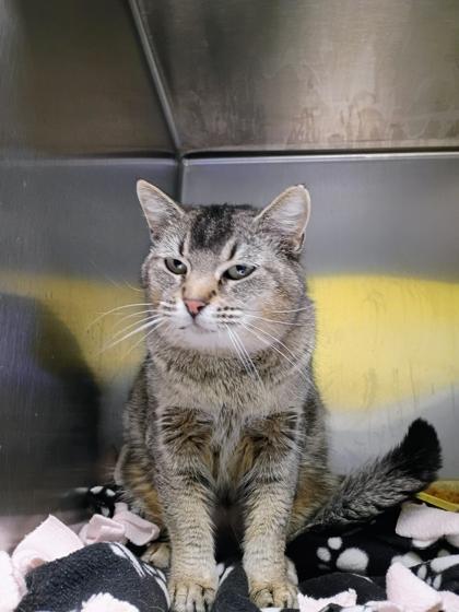 Pitty Pat, Adoptable, Adult Female Domestic Short Hair & Domestic Short Hair.