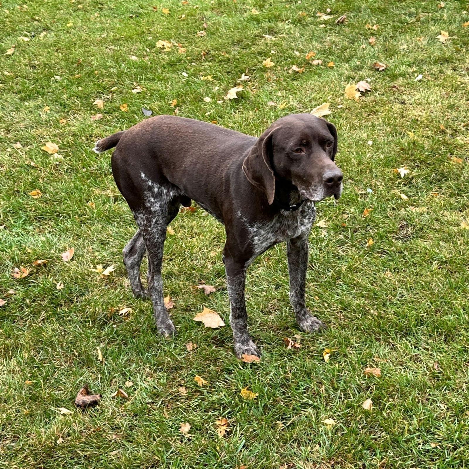 Fletcher, Adoptable, Adult Male German Shorthaired Pointer.
